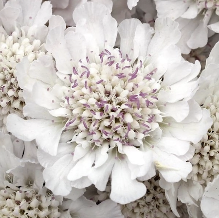 White scabious