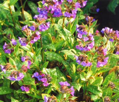 Copyright image:  Delicate pink and purple flowers of pulmonaria. 