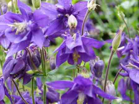 Copyright image: Delicate heads of the purple aquilegia cottage garden flower. 