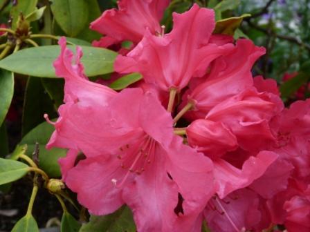 Copyright image: Evergreen deep pink rhododendron - an acid loving plant grown in a pot. 