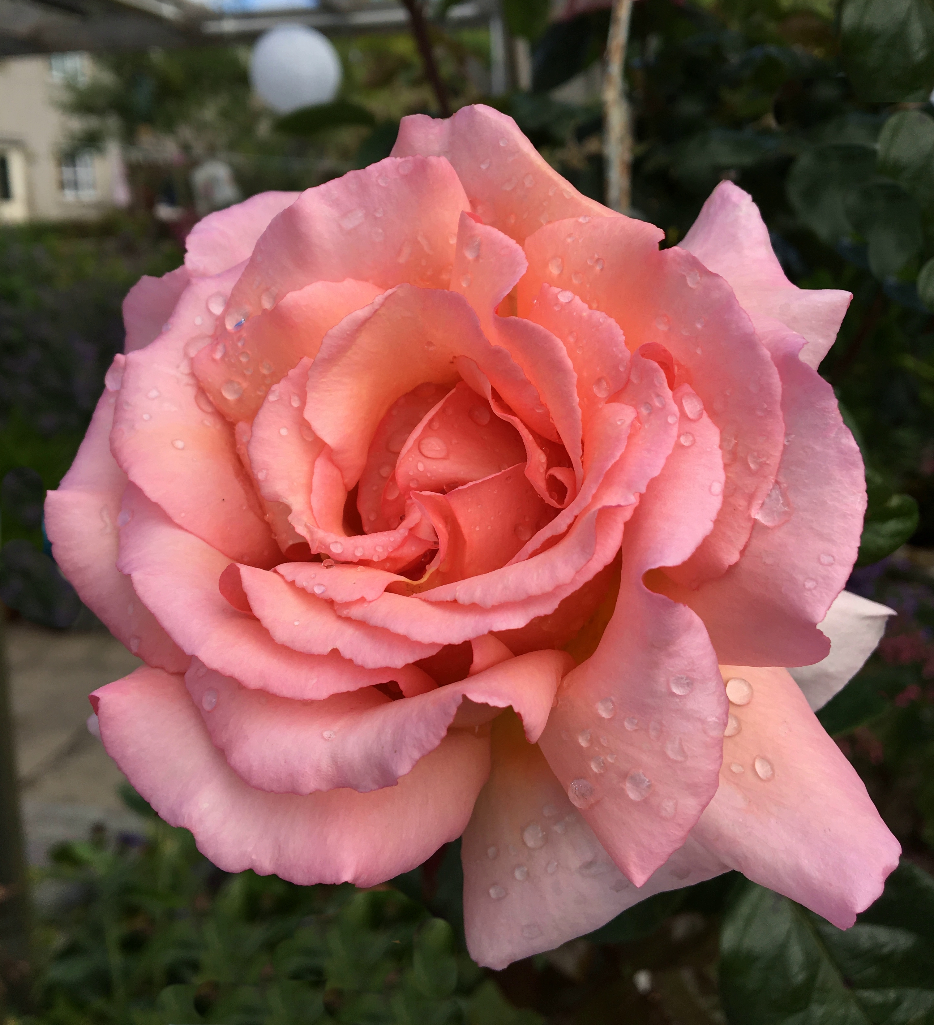Copyright image: Astoundingly beautiful fragrant rose 'Compassion'.