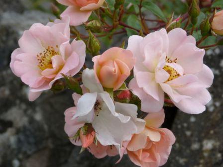 Copyright image: The short rambling rose 'Open Arms'