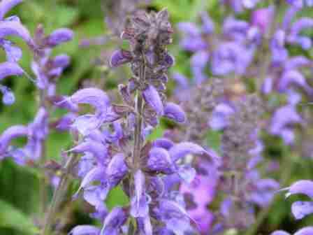 Copyright image:  Beautiful form of the purple salvia. 
