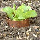 copper rings for slug damage.