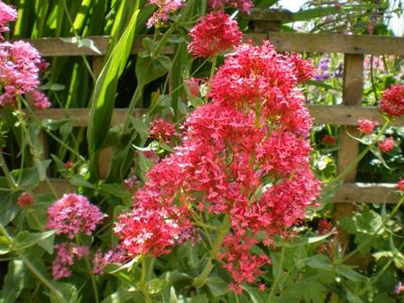 Copyright image:  Wonderful deep pink centranthus, also known as valerian. 