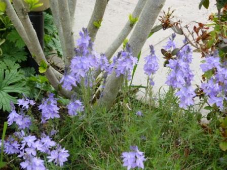 Copyright image:  Pale purple veronica prostrata. 