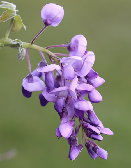Copyright image: Gorgeous purple wisteria.