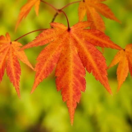 Copyright image: Stunning orange acer.