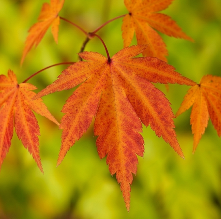 Plants-Acer orange lime green background AI