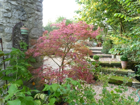 Copyright image: Garden design project with woodland steps and plants as part of a larger garden makeover.
