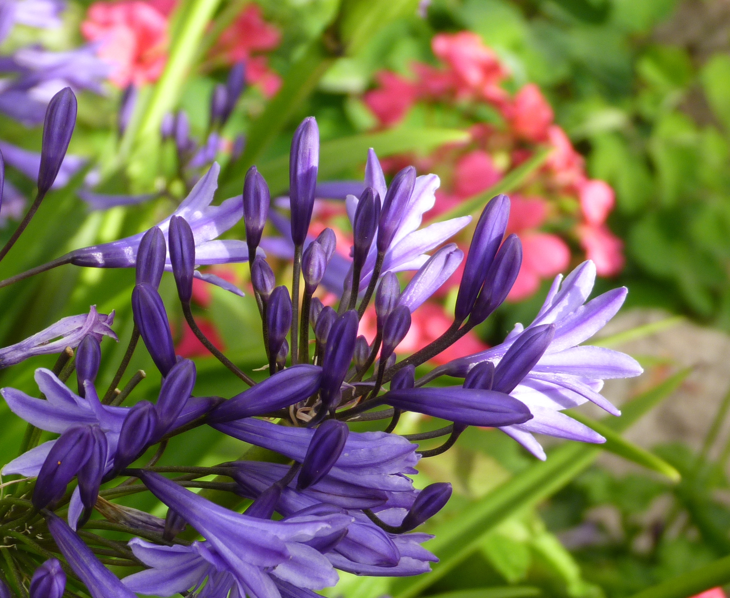 Copyright image - Beautiful purple Agapanthus.