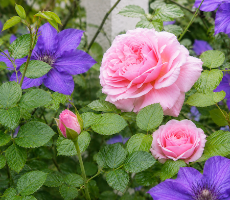 Copyright image: The gorgeously fragrant 'Aloha' climbing rose grown over a pergola in combination with clematis 'The President'.