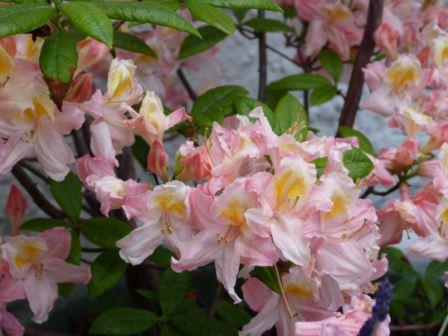 Copyright image: A beautiful pink and yellow deciduous azalea. 