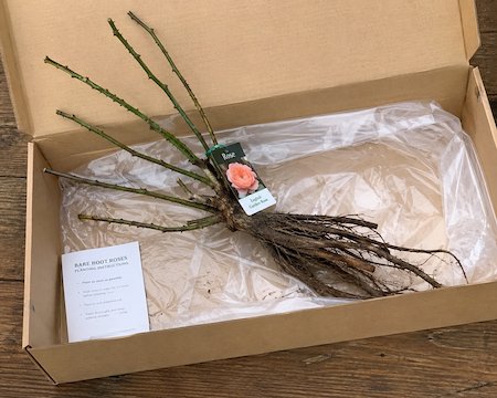 Copyright image: Bare root rose freshly delivered in an open cardboard box.