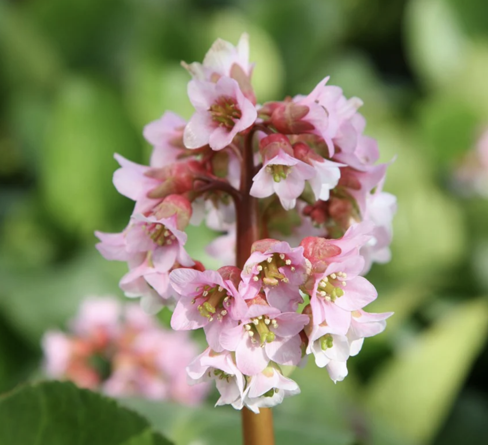 Amazing colour of bergenia 'Baby Doll'.