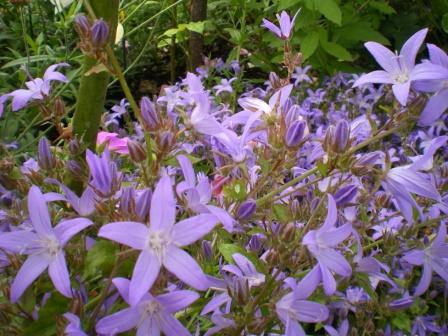 Copyright image:  The lovely purple rockery plant campanula poscharskyana. 