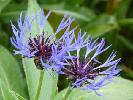 Copyright image:  The beautiful form of blue centaurea. 