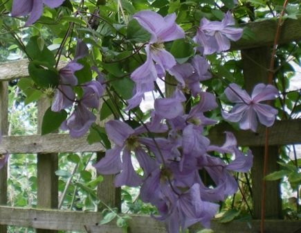 Copyright image: Pergola climbing plants: a heavenly purple clematis growing over a pergola trellis. 