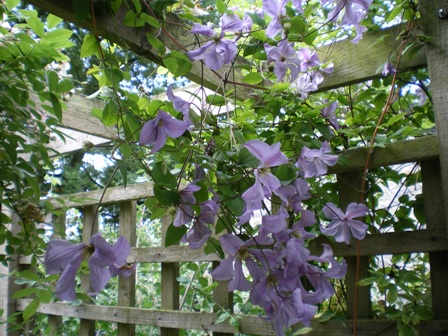 Copyright image: Purple clematis trailing over a pergola made from the free pergola plans.