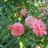 Copyright image: Pergola climbing plants: a beautiful pink climbing rose growing over a pergola trellis.