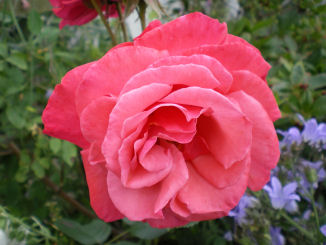 Copyright image: Pergola climbing plants: a beautiful pink climbing rose growing over a pergola trellis.