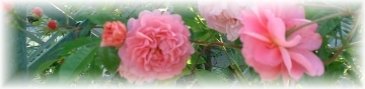 Copyright image: Pink climbing rose growing on a pergola trellis.