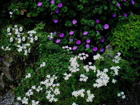 Copyright image:  Cream saxifrage with geranium sanguinium. 