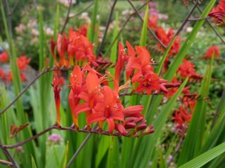 Copyright image: Plants: the architectural form of crocosmia 'Lucifer'. 
