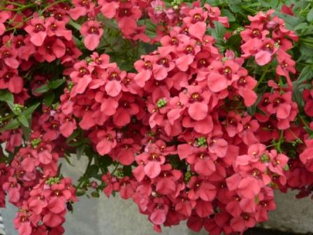 Copyright image: A gorgeous diascia in a zinc planter, ideal for placing next to pergola posts.