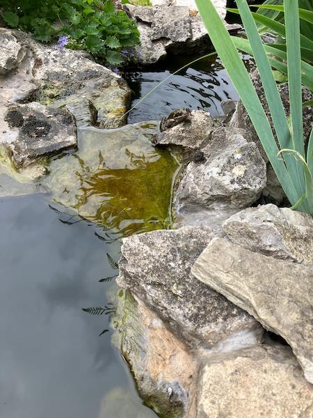 Copyright image: A beautiful frog in our pond at the top of the waterfall. Copyright image: A beautiful frog in our pond at the top of the waterfall.