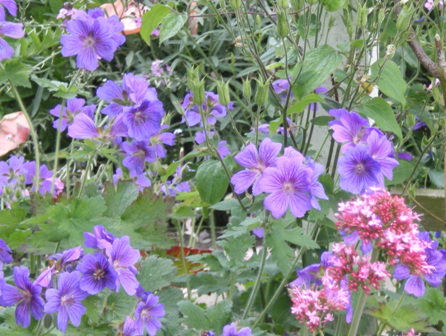 Copyright image:  Gorgeous blue of geranium grandiflorum. 