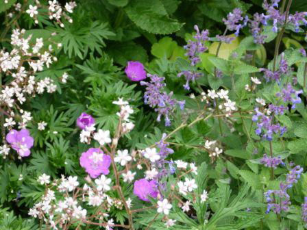 Copyright image:  London's Pride with geranium sanguinium and nepeta. 