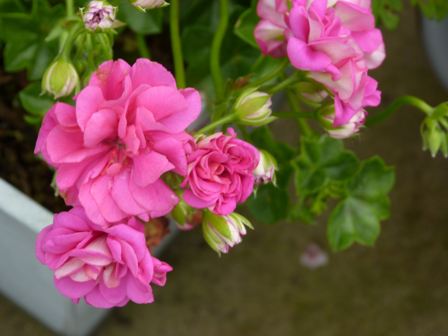 Copyright image: Beautiful trailing geraniums.