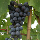 Pergola climbing plants: grapevines.