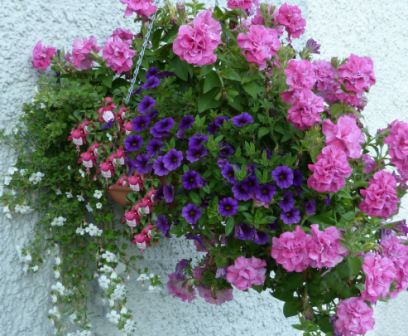 Copyright image: A hanging basket with purple million bells, pink double petunia, white bacopa and a trailing fuscia.