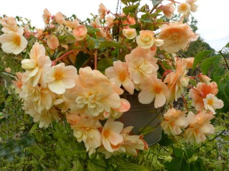 Copyright image: A beautiful trailing peach begonia in a hanging basket on a pergola.