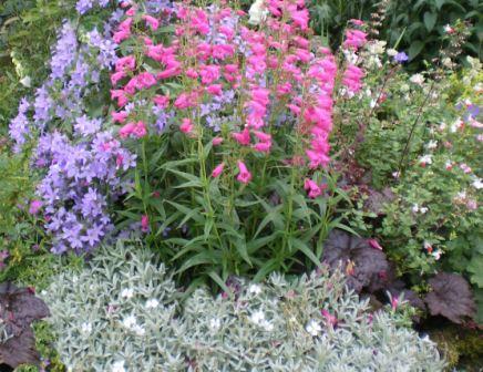 Copyright image:  Beautiful plant combination of campanula 'Pritchard's Variety' and penstemon with a plum heuchera.