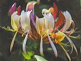 Copyright image: Pergola climbing plants: the gorgeous form of the honeysuckle growing over a pergola.