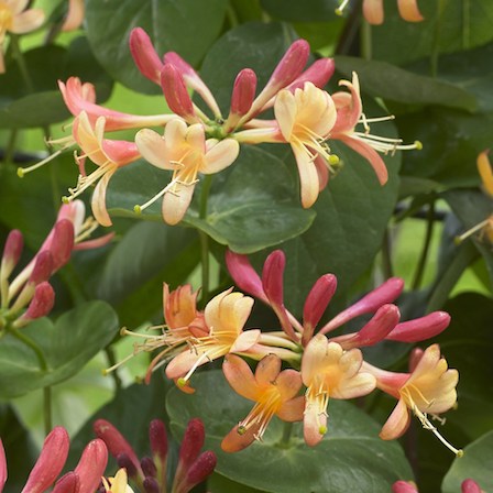 Copyright image: Pergola climbing plants: the gorgeous form of the honeysuckle growing over a pergola.