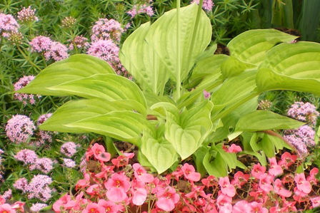 Copyright image: The architectural form of the hosta with pink diascia and the wonderfully fragrant phuopsis.