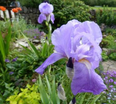 Copyright image:  A gorgeous violet purple bearded iris. 