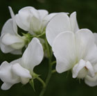 White lathyrus, everlasting sweet pea.