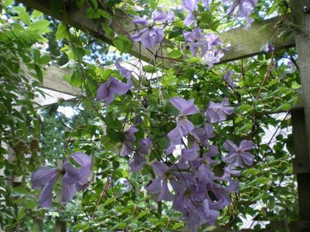 Copyright image: Pergola climbing plants: a heavenly purple clematis growing over a pergola trellis.