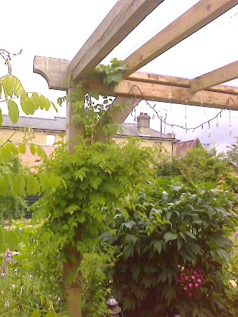 Copyright image: Attached lean-to pergola with climbing plants.