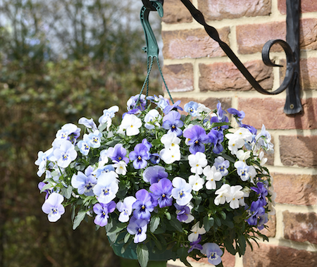 Offers-TM-Pansy HB Offers-TM-Pansy HB