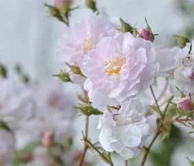 Pale pink climbing rose.