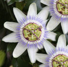 Copyright image: Pergola climbing plants: a beautiful passion flower.