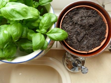 Copyright image: Pea shoots on a window sill, ready to sprout.