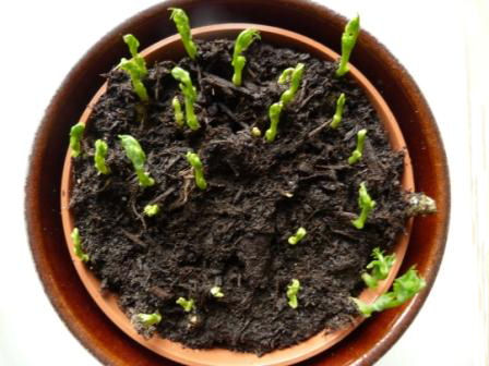 Copyright image: Pea shoot growth indoors after one week.