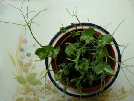 Copyright image: Pea shoot growth indoors after two weeks.